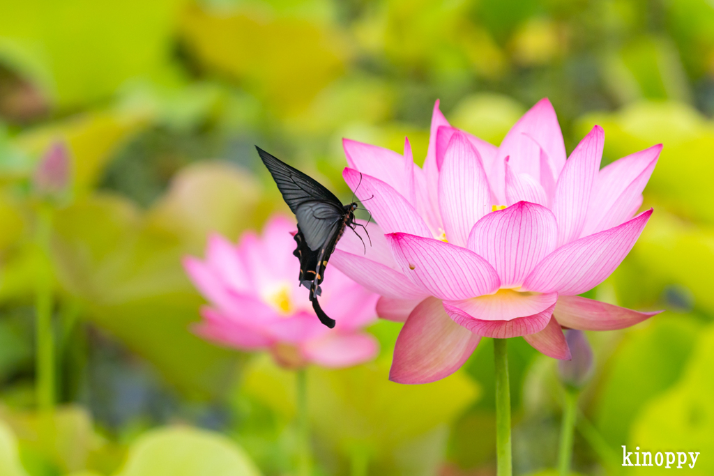ヤマサ蒲鉾 蓮の花苑 12