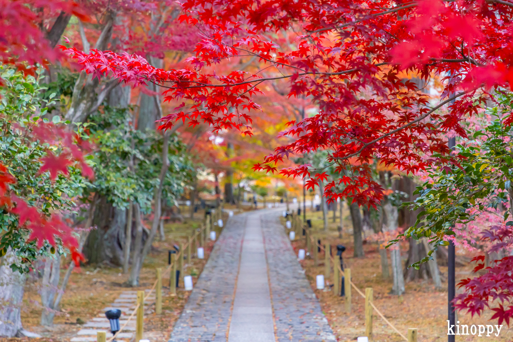 鹿王院 紅葉 6