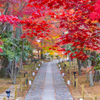 鹿王院 紅葉 6