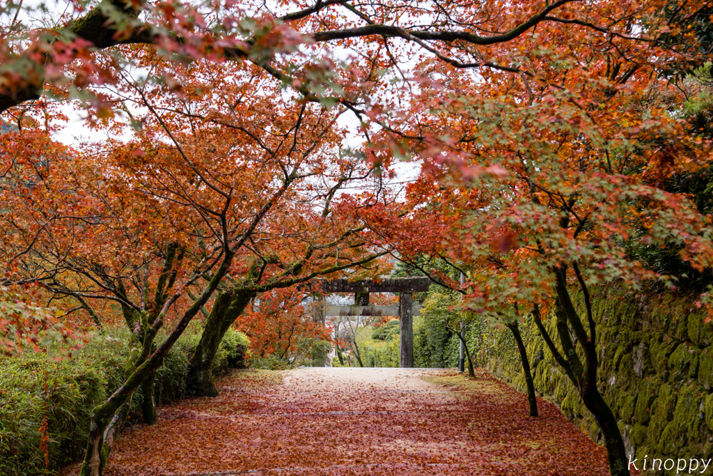 仁比山神社 紅葉 10