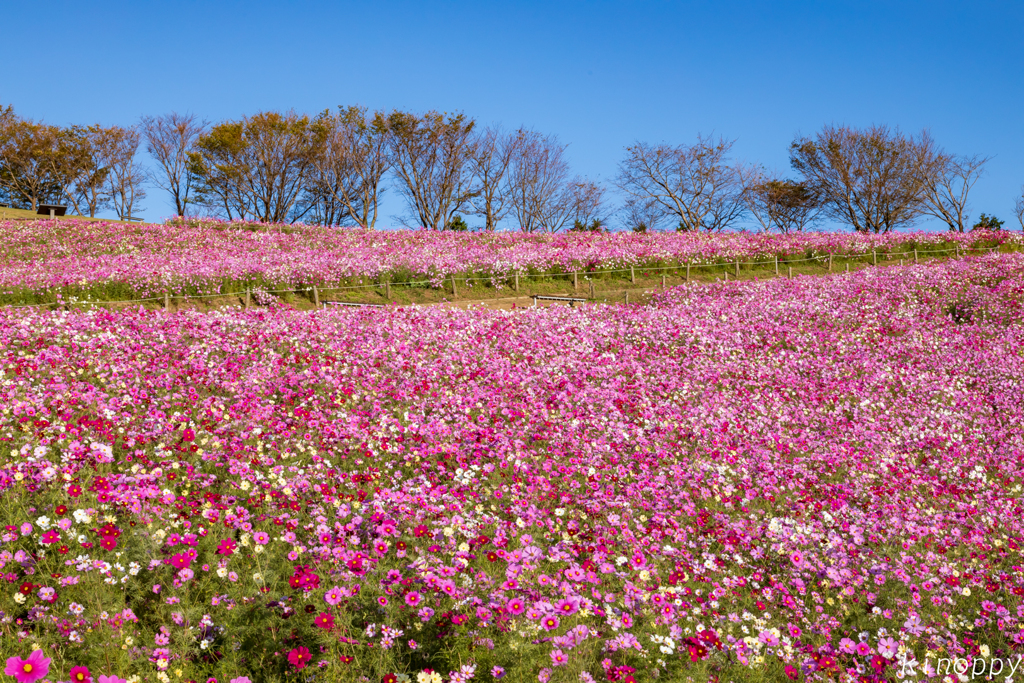 白木峰高原 コスモス 9