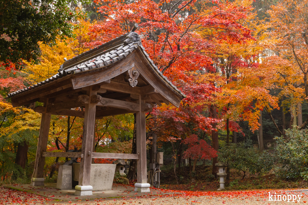 西林寺 紅葉 4