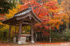 西林寺 紅葉 4