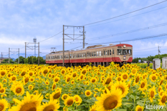 ひまわり畑 近江鉄道