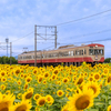 ひまわり畑 近江鉄道