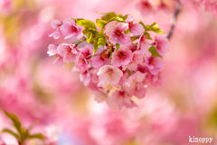 児島湖 河津桜 3