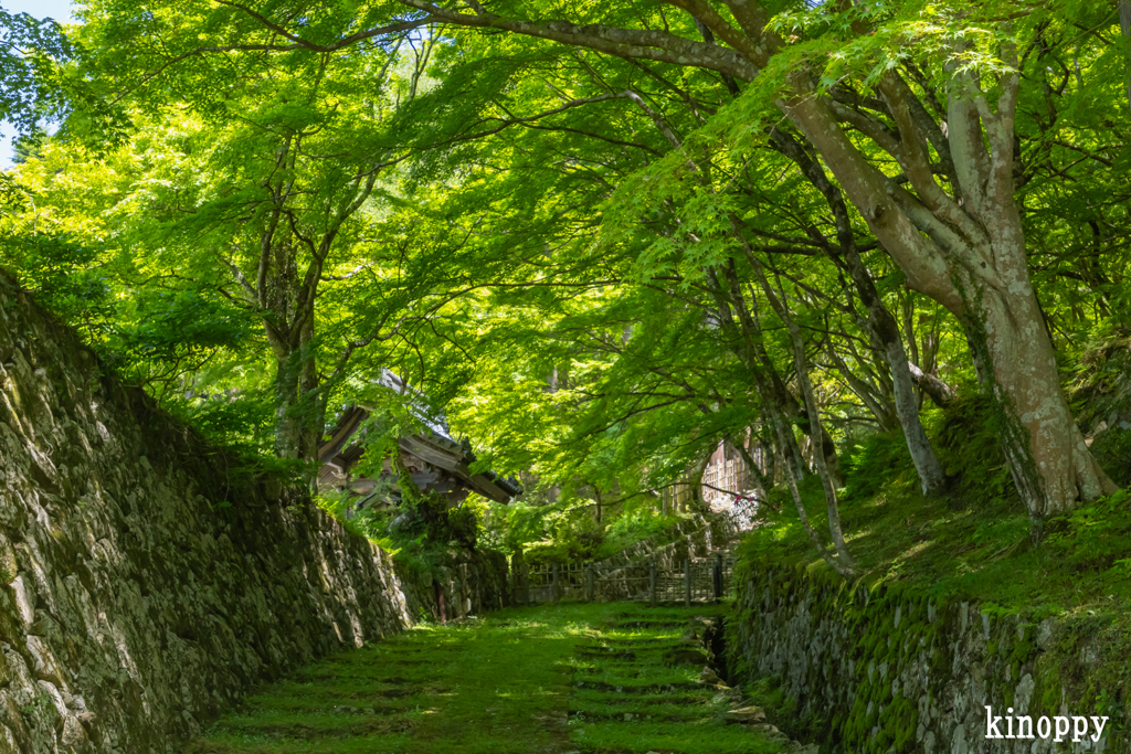 百済寺 新緑