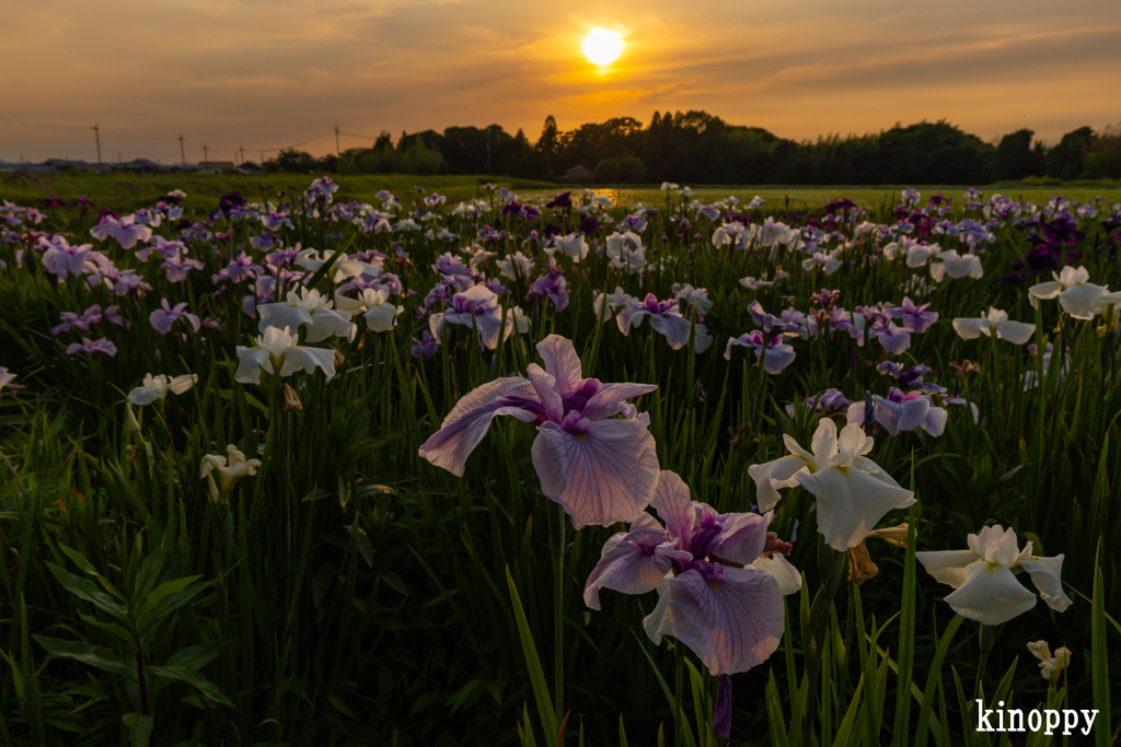 菖蒲 夕景