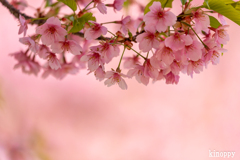 児島湖 河津桜 4