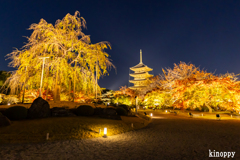 東寺 紅葉 6