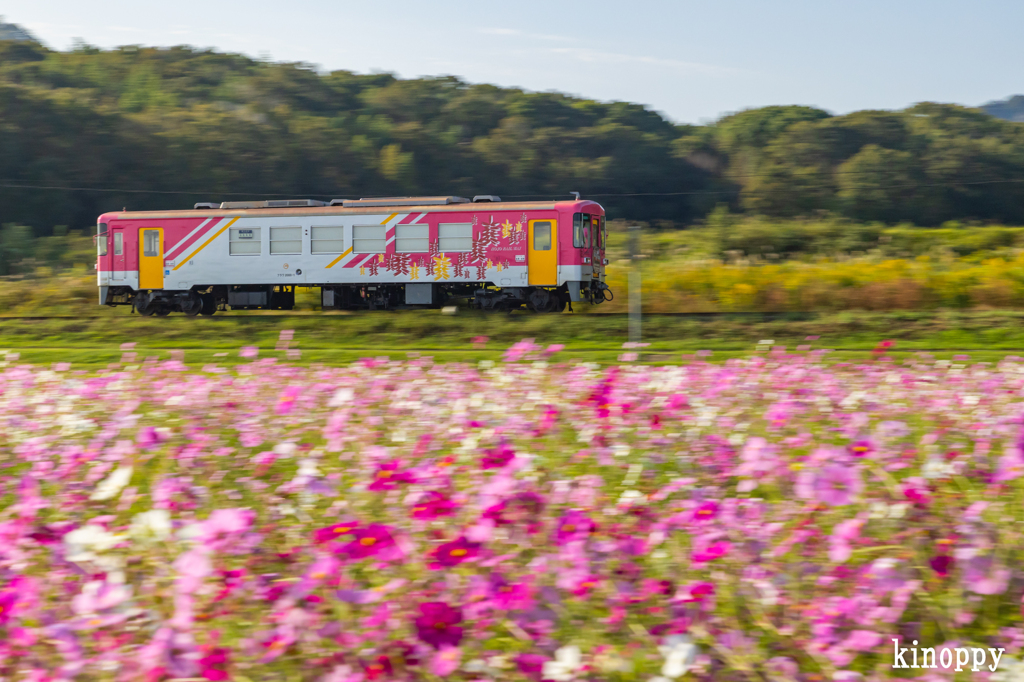 北条鉄道コスモス畑 3