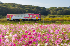 北条鉄道コスモス畑 3