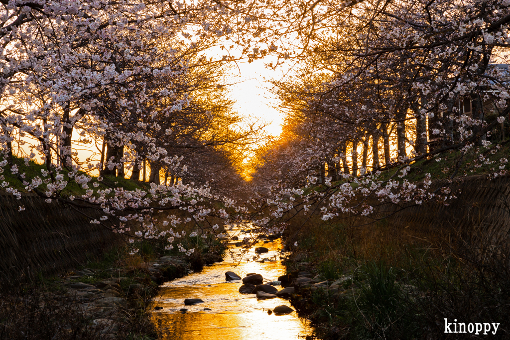 桜並木 夕景