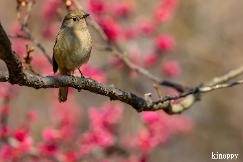 綱敷天満宮 ジョウビタキ