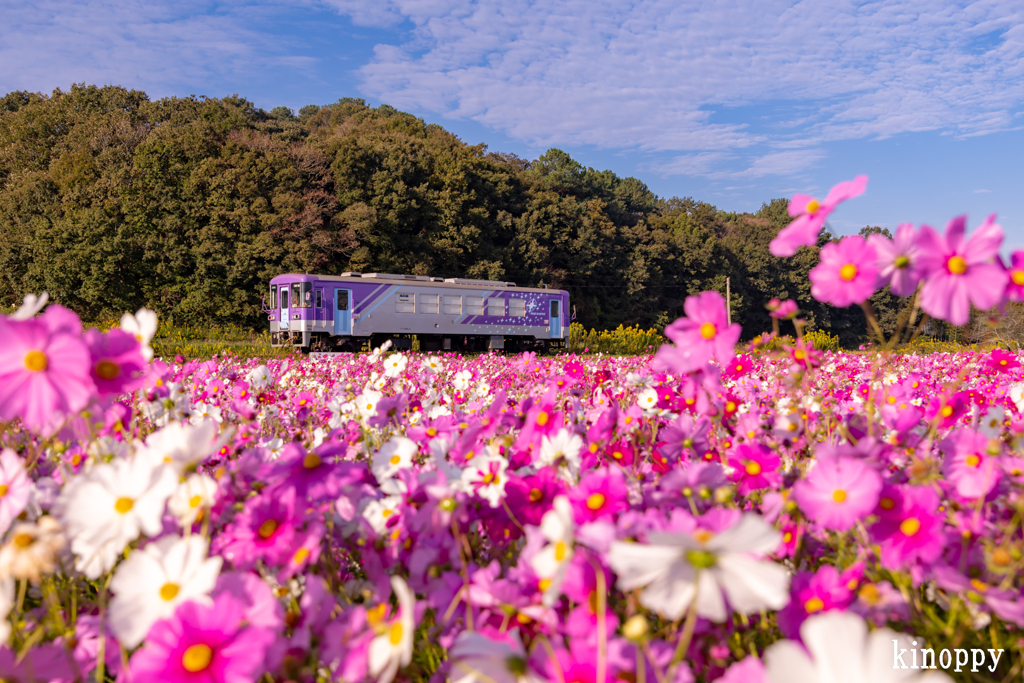 北条鉄道 コスモス 3