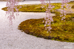 高台寺 しだれ桜 4