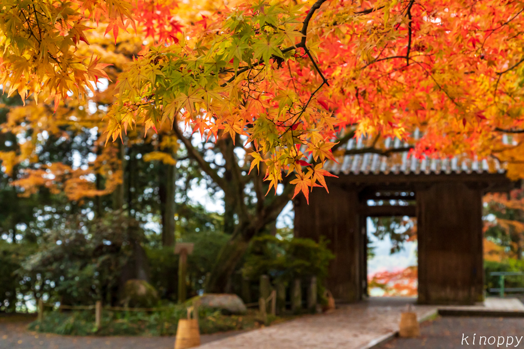 大興善寺 紅葉 2