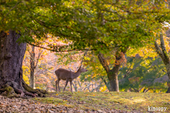 奈良公園 8