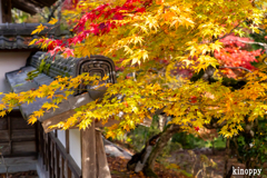 龍穏寺 紅葉 4