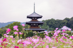 法起寺 コスモス畑 3