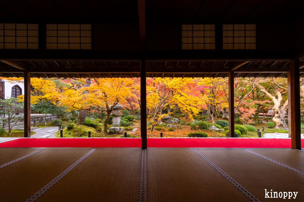 圓光寺 紅葉