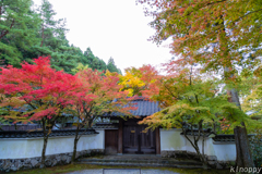 呑山観音寺 紅葉 4