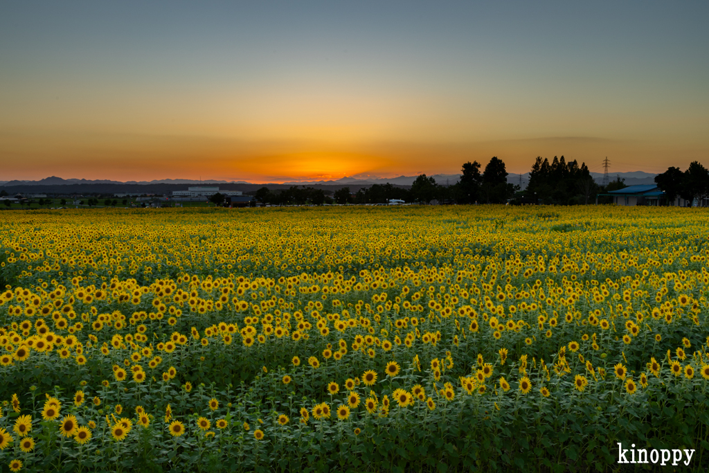 ひまわりの丘公園 夕景 2