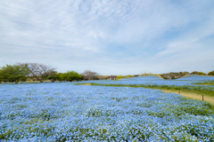 海の中道海浜公園 ネモフィラ