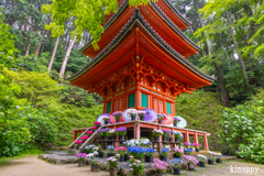 岩船寺 アジサイ 6