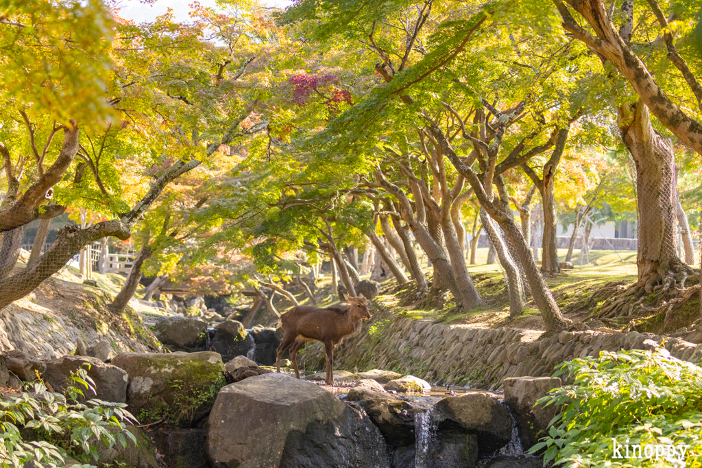 奈良公園 10