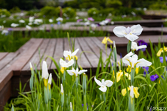 佐賀大和花しょうぶ園 3