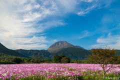 しまばら火張山花公園 コスモス