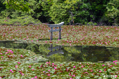 弁天池 沈み鳥居 3