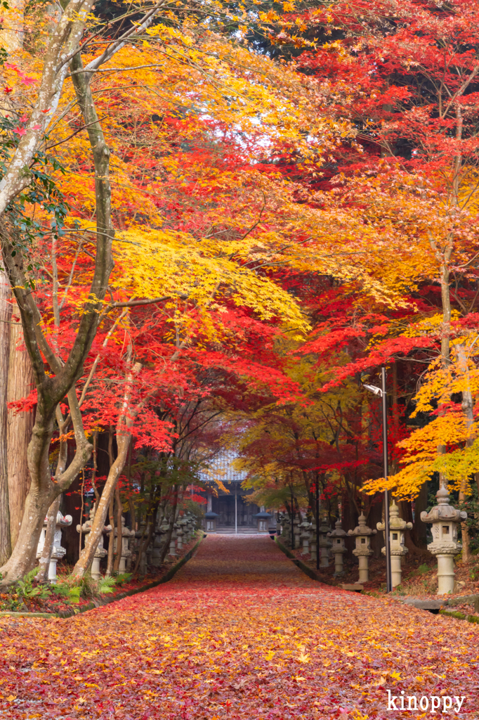 西林寺 紅葉 3