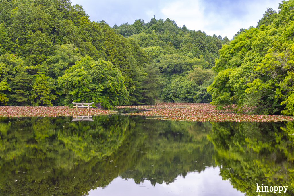 弁天池 沈み鳥居 2