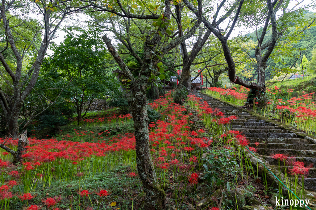 佛隆寺 彼岸花 3