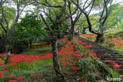 佛隆寺 彼岸花 3