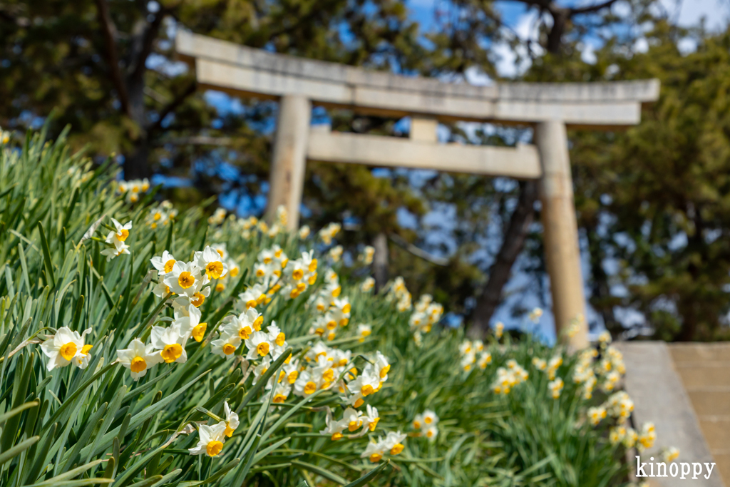 住吉神社 スイセン