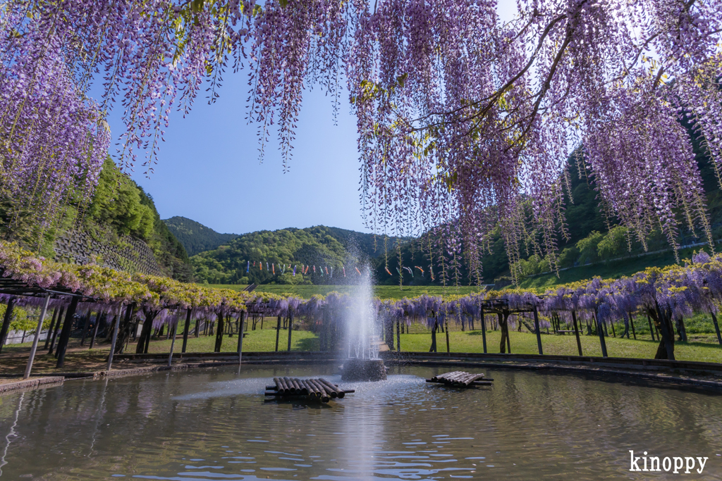 白井大町藤公園 2