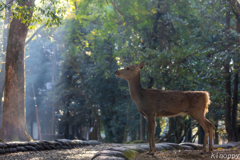 奈良公園 2