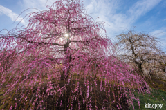 鈴鹿の森庭園 4