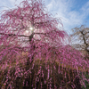 鈴鹿の森庭園 4