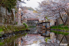 八幡堀 桜