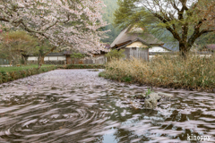 佐中の千年家 花筏 2