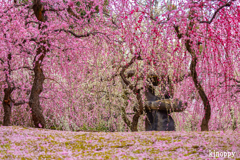 城南宮神苑 しだれ梅 4