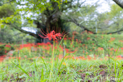 佛隆寺 彼岸花 3