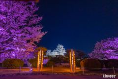 姫路城 夜桜会