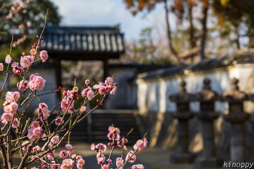 梅林寺 梅 3