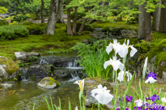 しょうざん 日本庭園 菖蒲 3