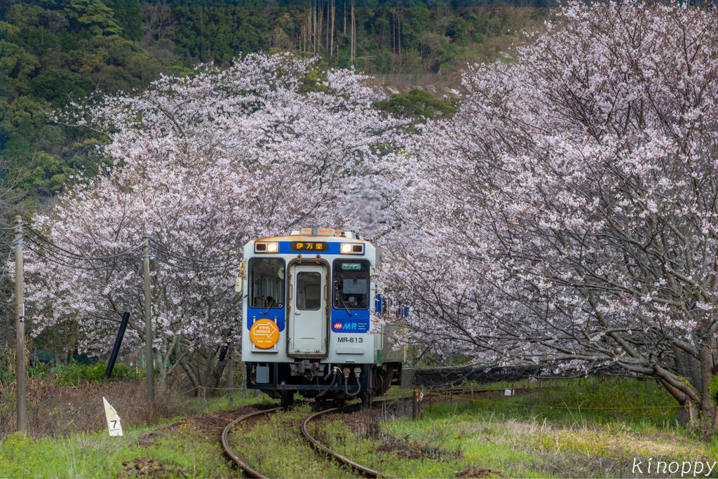 松浦鉄道 桜のトンネル 3